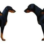 El doberman europeo