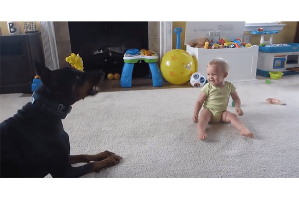 Doberman jugando con una bebe en la casa