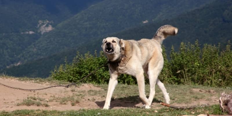 Agresivo Anatolian Shepherd Dog - Sivas Kangal