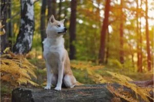 Akita Inu