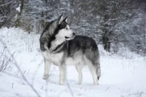 Alaskan Malamute