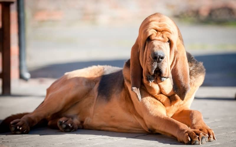 Bloodhound el perro de san huberto