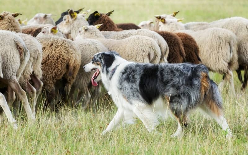 Border Collie pastoreando las ovejas