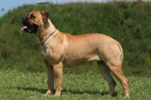 Bullmastiff