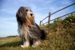 Collie Barbudo
