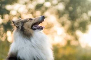 Collie de pelo largo