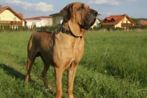 Fila Brasileiro
