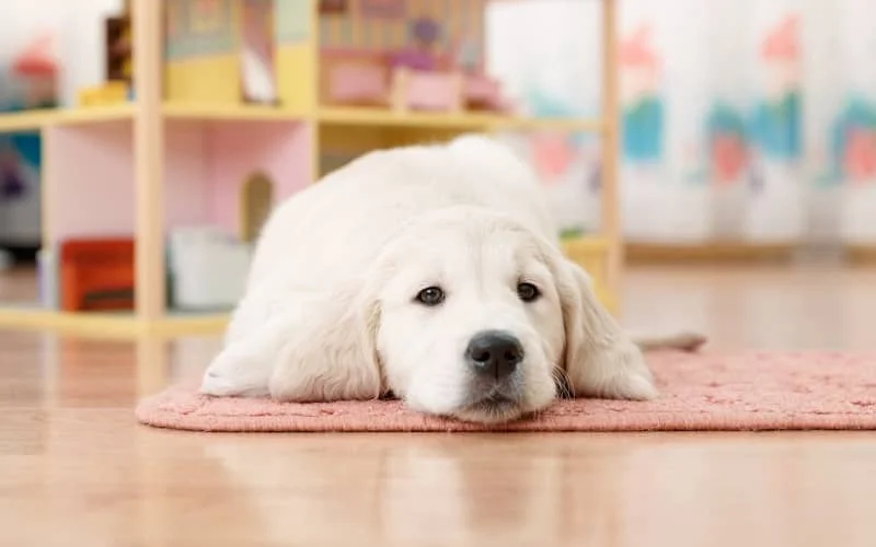 Golden Retriever cachorro