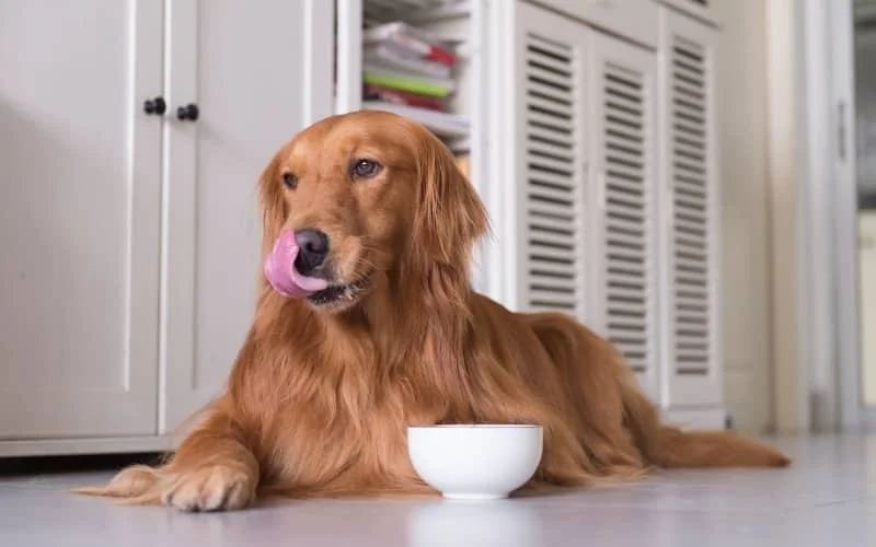 Golden Retriever comiendo