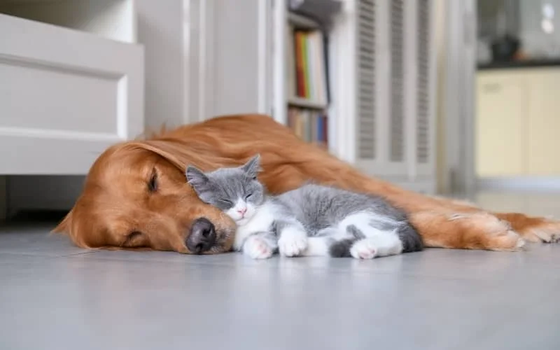 Golden Retriever con un gato durmiendo
