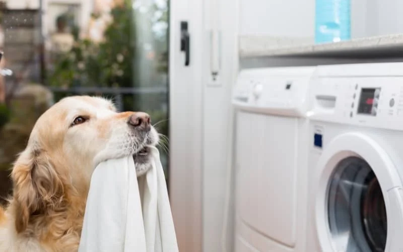 Golden Retriever lavando ropa