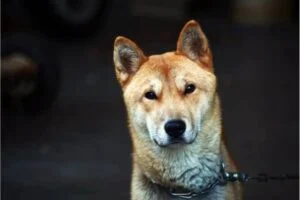 Jindo Coreano