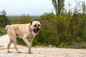 Kangal
