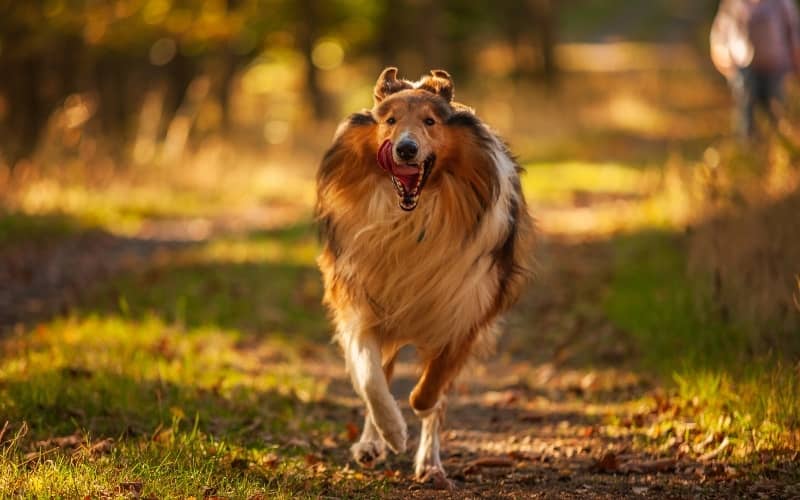 Lassie corriendo