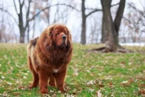 Mastín Tibetano