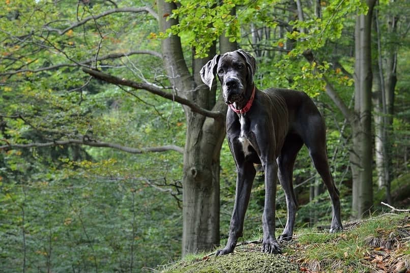 Perro Gran Danés en el bosque