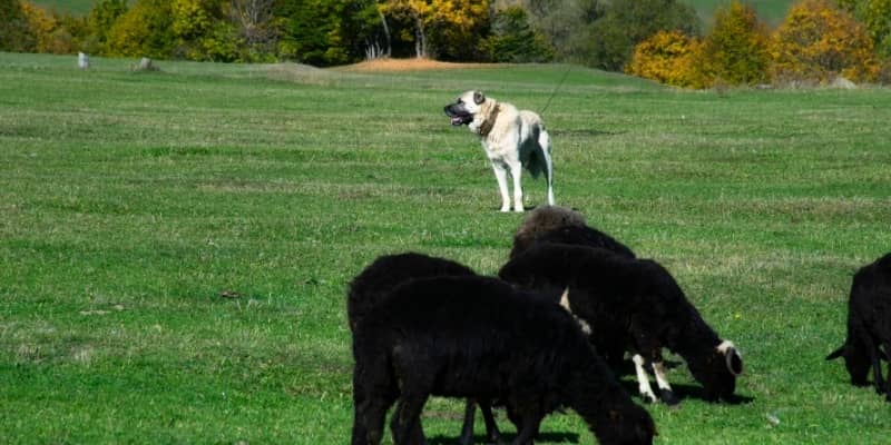 Perro Kangal trabajando con las ovejas