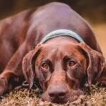 Perro con problema de torsión gástrica