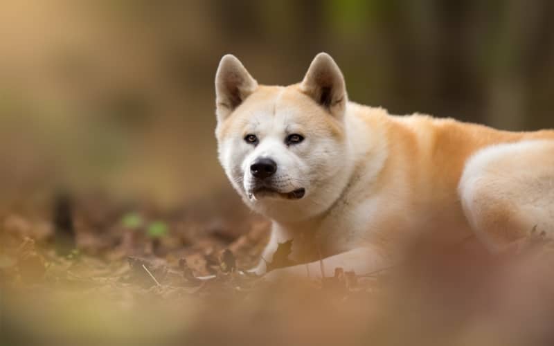 Perro de raza Akita Inu