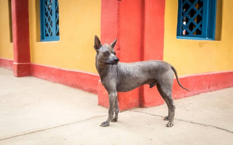 Perro sin pelo ecuatoriano