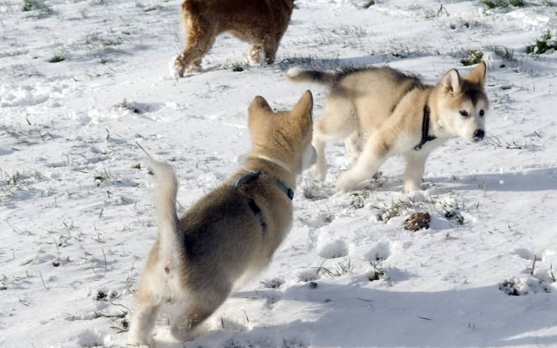 Perros de Alaska Malamute cachorros