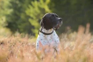 Pointer Inglés