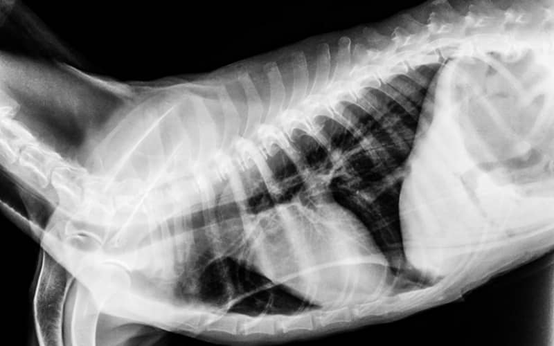 Radio X del estomago del perro por torsión gástrica