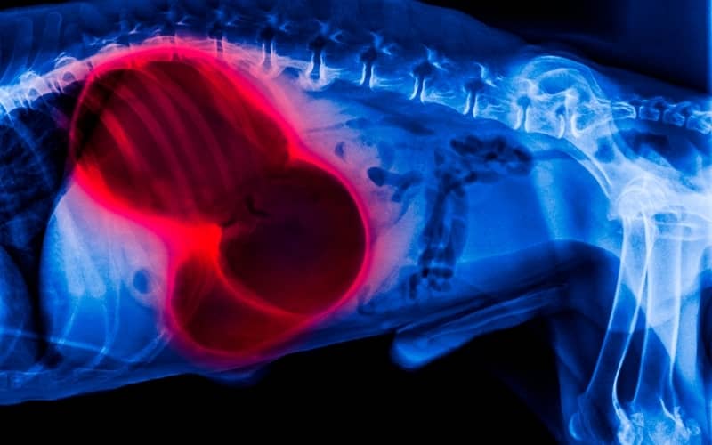 Radiografía de la vista lateral del perro resaltado en rojo en el vólvulo de dilatación gástrica