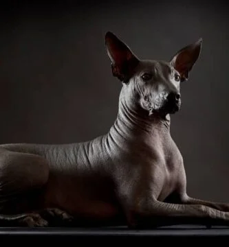 Raza de perro sin pelo