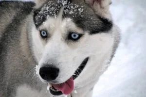 Husky siberiano
