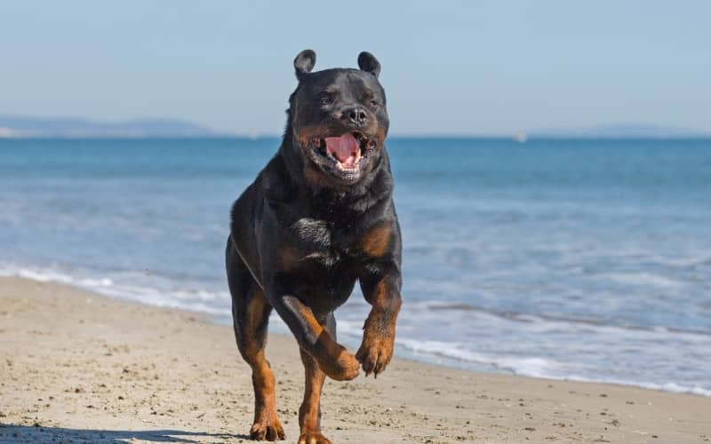 Rottweiler corriendo en la playa