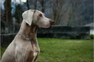 Weimaraner