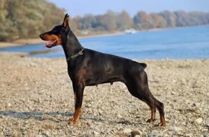 Dóberman pinscher