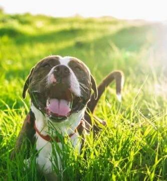 Un perro de Presa feliz