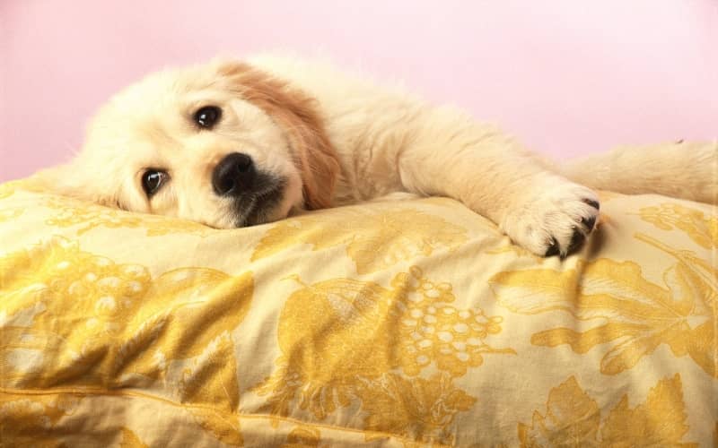¿las camas son necesaria para los perros?